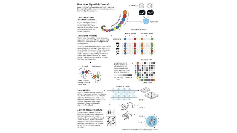 ノーベル賞を受賞した「AlphaFold2」はどのように機能するのか？