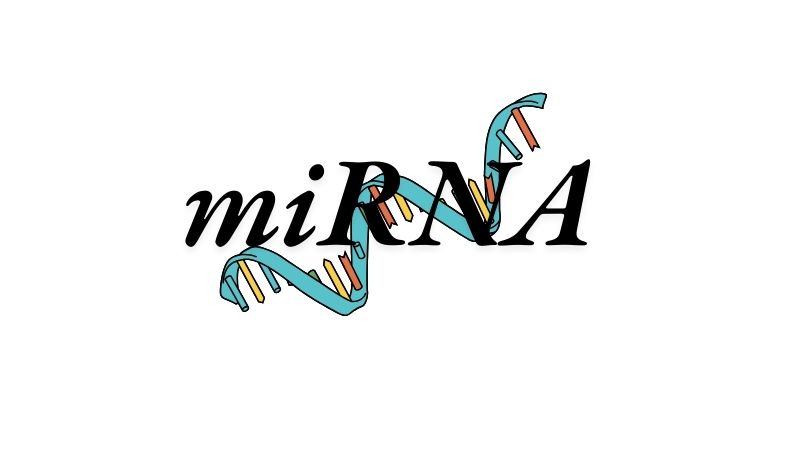 2024年のノーベル生理学・医学賞は「マイクロRNA」を発見した2人が受賞