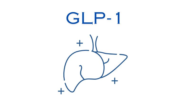 GLP-1 薬は減量だけでなく、代謝性肝疾患の病態生理をどのように減弱させるのか？